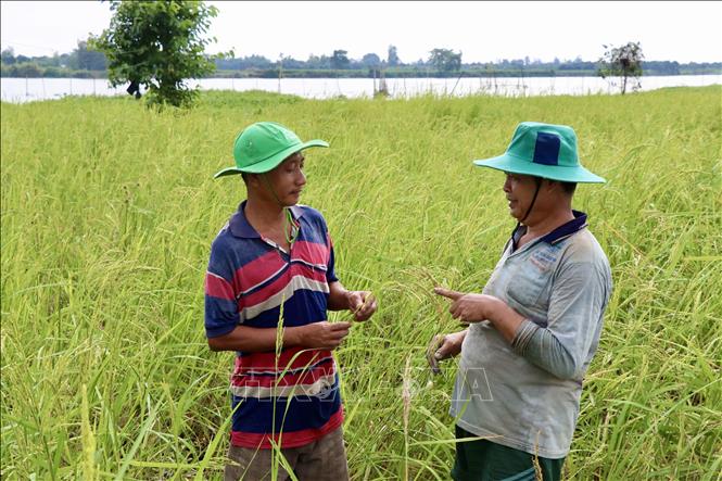 Ông Huỳnh Văn Tám (phải), ấp Mỹ Lợi, xã Mỹ An, huyện Chợ Mới, tỉnh An Giang, chia sẻ kinh nghiệm trồng lúa mùa nổi cho người dân địa phương. Ảnh: Thanh Sang-TTXVN